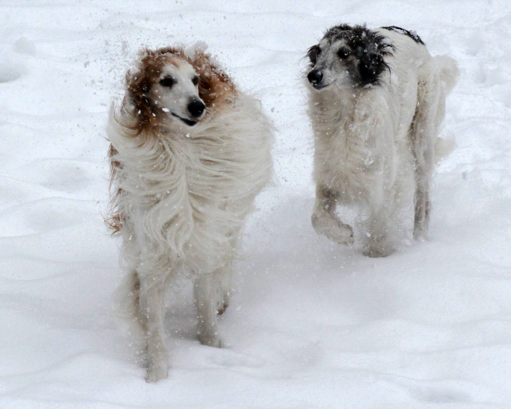 Ganesh and Pahni in snow